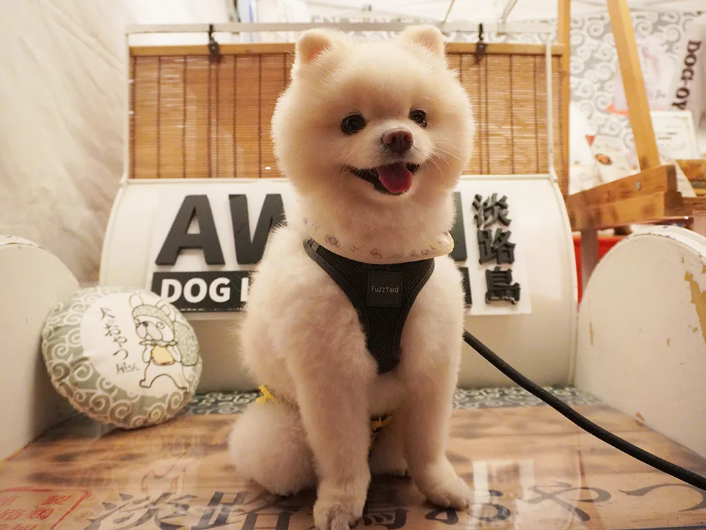 犬夜市2025｜しらたまと夜の横浜赤レンガをお散歩 | もふもふは、正義。