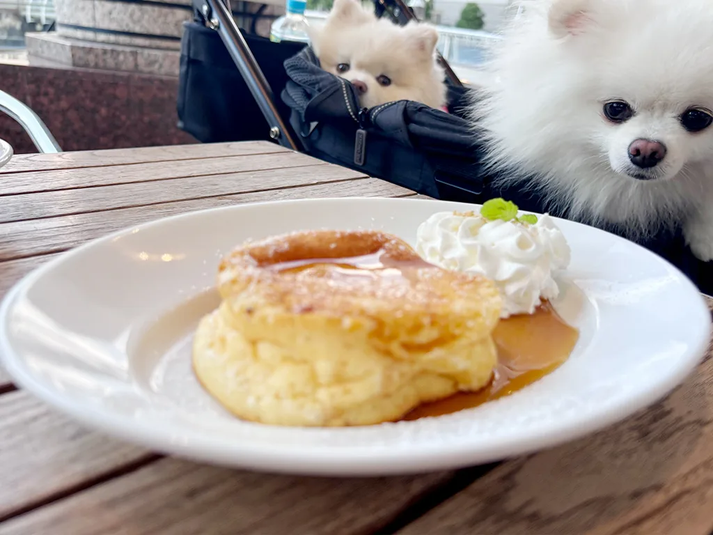 犬連れOKカフェ】湘南パンケーキみなとみらい店レポ｜テラス席で
